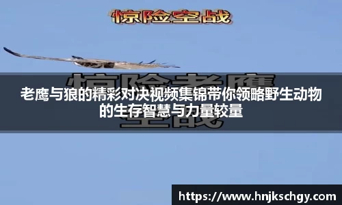 老鹰与狼的精彩对决视频集锦带你领略野生动物的生存智慧与力量较量